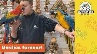 Scarlet Macaw & Blue + Gold Macaw | Victorian Bird Co