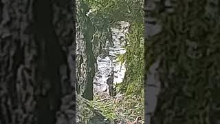 Gray black-eyed wolves watch smiling, black-eyed Ivan Tsareviches stroking brown-eyed Frog Princess