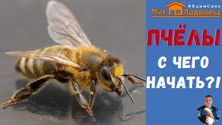 Как завести пчел с нуля?! Где взять пчел?! "Мое Подворье"