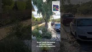 Street runoff harvesting for free irrigation #shorts