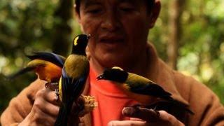 Ecuador, paraíso de aves