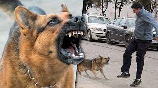 Mira por qué los perros solo le ladran a ciertas personas