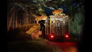 Bali - Night Safari