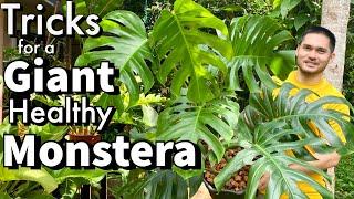 TRICKS FOR A GIANT AND HEALTHY MONSTERA | MONSTERA DELICIOSA CARETIPS