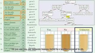 Identification of unknown bacteria using dichotomous key-Part 1