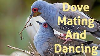 Diamond Dove Mating Behavior ll Dove Breeding Season