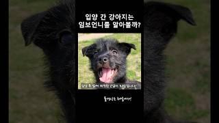 임보언니랑 20개월만에 만난 팝콘이 #유기견임보 #유기견 #유기견임시보호 #유기견입양  #임시보호브이로그 #shorts