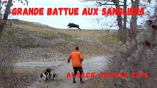 Grande battue aux sangliers en plaine d'Alsace-Druckjagd auf Wildschwein -Amasing Wild Boar Hunting