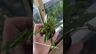 Cryptocoryne Wendtii Green Gecko - Aquariumplantenshop