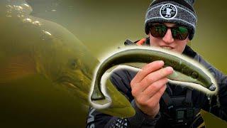 Trying GIANT Swedish Swimbait for MUSKY! (Muskie Fishing)