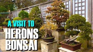 Visit to Herons Bonsai