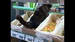  Cat's revenge!  Videos of funny cats, kittens and dogs! 