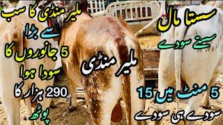 Malir Mandi Karachi Cattle Rates Update ️ || 6 may 2025 | Cow Mandi 2025 