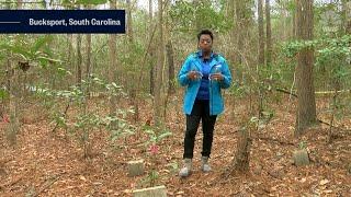 Buried History: South Carolina residents uncover long-lost cemetery