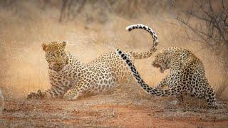 Jaguar Vs Leopard, What if they would Fight?