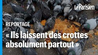 «Une pollution épouvantable» : les pigeons ont envahi ce coin de Paris et ça exaspère les habitants
