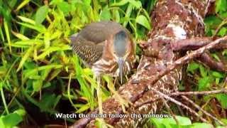 Green Heron Fishing