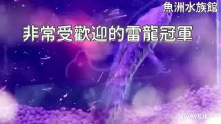 眼鏡蛇雷龍 黃金眼鏡蛇雷龍 雷龍