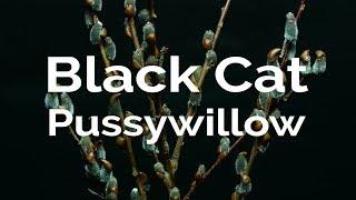 Mesmerizing Pussywillow Time Lapse
