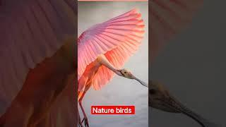 @the nature birds life @Rising star ⭐ Satya Vishwakarma singer omg