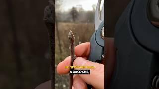 Ніколи не обрізайте так гілки на плодових деревах #обрізка #догляд #сад #саджанці
