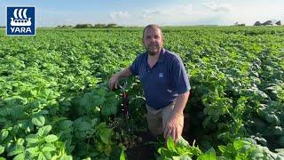 Maximising potato crops with a boost from foliar phosphate