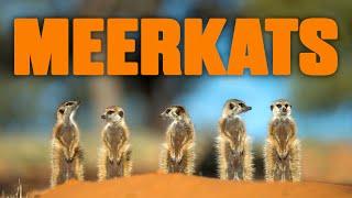 Meerkats of the Kalahari | Wildlife Documentary
