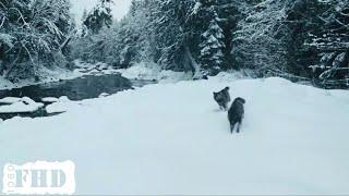 Схватка | Генрих беги беги!!!