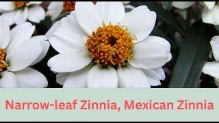 Zinnia angustifolia Growing Guide (Narrowleaf Zinnia) by Gardener's HQ