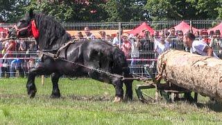 Traction horses from Romania || Look Animal