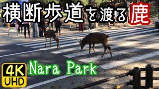 鹿、横断歩道を渡る Deer crossing the crosswalk Nara,JAPAN