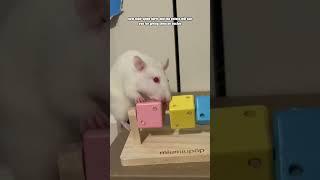 How To Pet A Rat