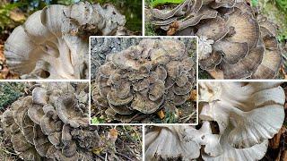 Klapperschwamm Verwechslung | Maitake, Spatelhütiger Porling, Laubporling | Grifola frondosa