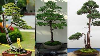 50 Inspirasi Gaya BONSAI Batang Tegak Lurus TERBAIK