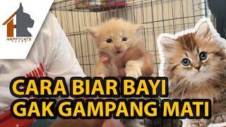 INI CARANYA BIAR BAYI KUCING GAK GAMPANG MATI !  TIPS MERAWAT BAYI KUCING