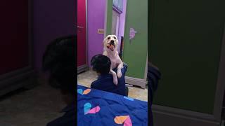 Sofie meets me after long time ⌛️ #dog #doggie #cute #pets #baby #love #pet #family #shorts #ytshort