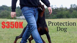 $350,000 Doberman Elite Protection Dog - Deterrent Dogs LLc