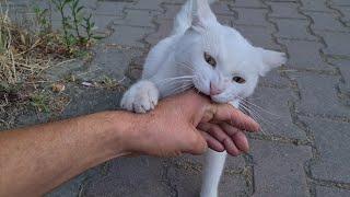 The Wildest, Cruelest and Most Angry White Cat among White Cats.