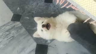 cute puppy |MMB pet lover|