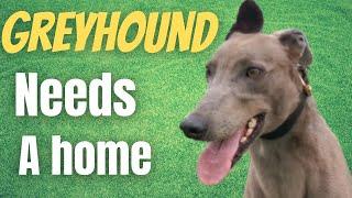 Greyhound looking for his forever home.