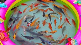 Catching koi fish in the pond, colorful fish, catfish, ornamental fish, betta fish, big fish.part890