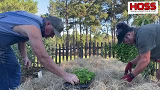 HOW TO PLANT STRAWBERRIES IN THE FALL