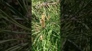 Сбор сосновой пыльцы пчёлами