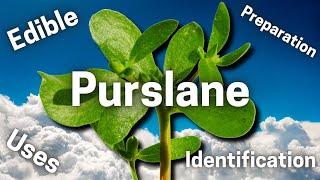 Purslane: A Tasty Succulent Wild Edible (That's More Than Just a Weed!)