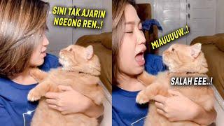 Lucu & Menggemaskan.! Ga Bisa Ngeong, Kucing Oren Dimarahin Emaknya..!