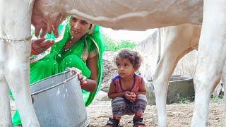 Cow Milking | Village Life Vlog