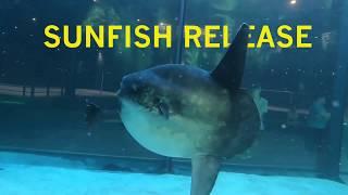 Two Oceans Aquarium SUNFISH release