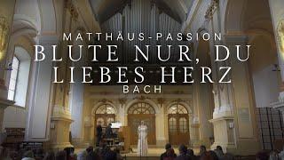 Bach: Aria "Blute nur, du liebes Herz" (Matthäus-Passion, BWV 244)