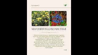 5+ кустарников для полутени. #РастенияДляТени #ТеневойСад #КустарникиДляСада #ЛандшафтныйДизайн