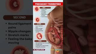 Pregnancy Trimesters Explained – A Quick Guide for Moms to Be | Pregnancy #pregnancy #baby